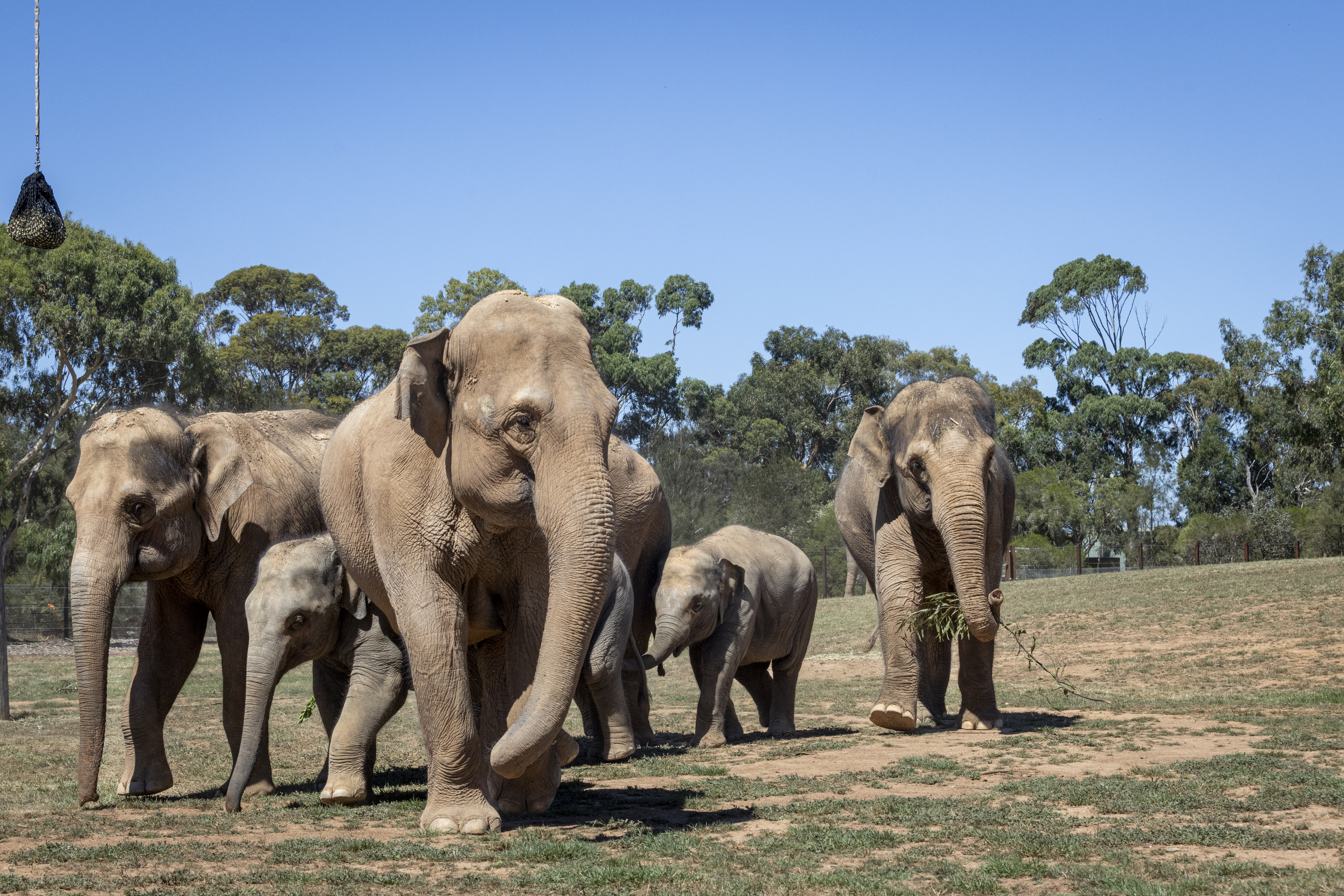 Family of six Elephants exploring the New Trail of the Elephants.