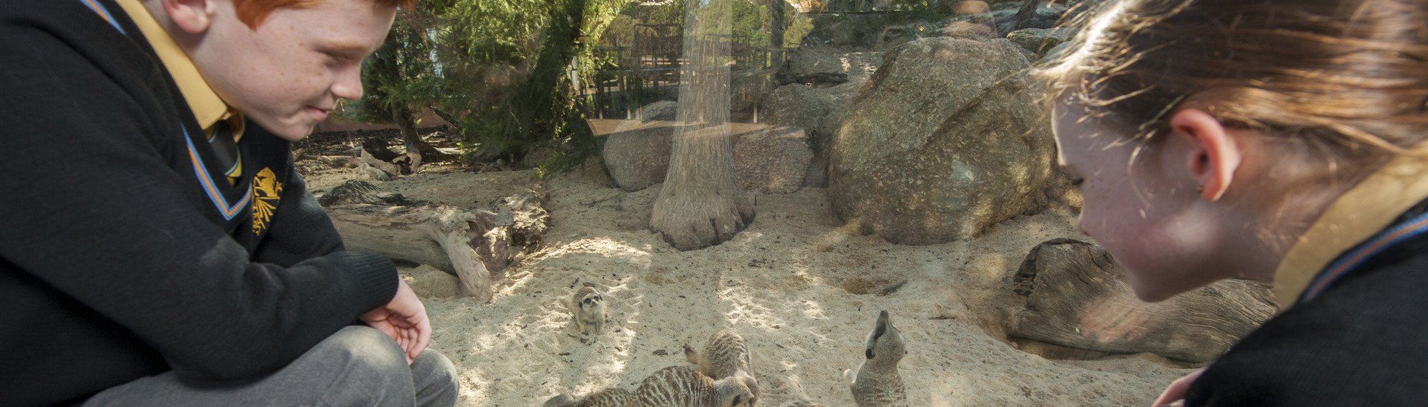 Students in uniform at Meerkat Bistro exhibit watching Meerkats feeding.