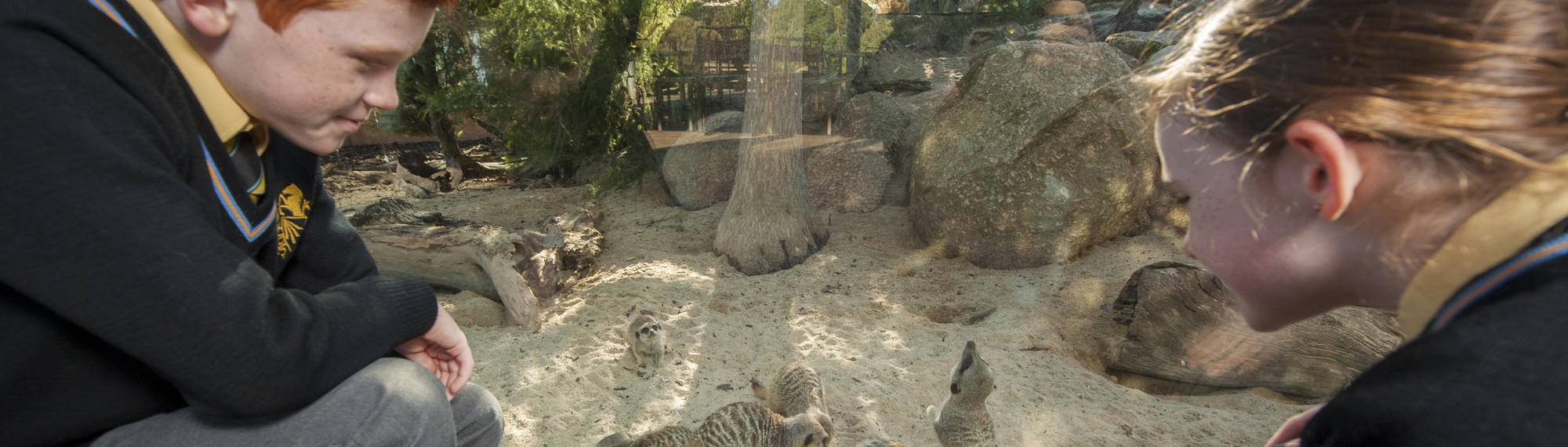Students in uniform at Meerkat Bistro exhibit watching Meerkats feeding.