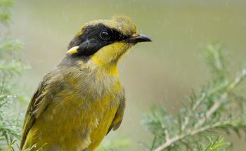 Close-up of a Helmeted Honeyeater in the rain.