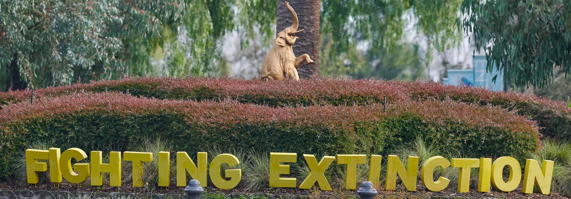 The Sign saying Fighting Extinction with small hedge and golden Elephant statue behind, at Melbourne Zoo's Main Drive.