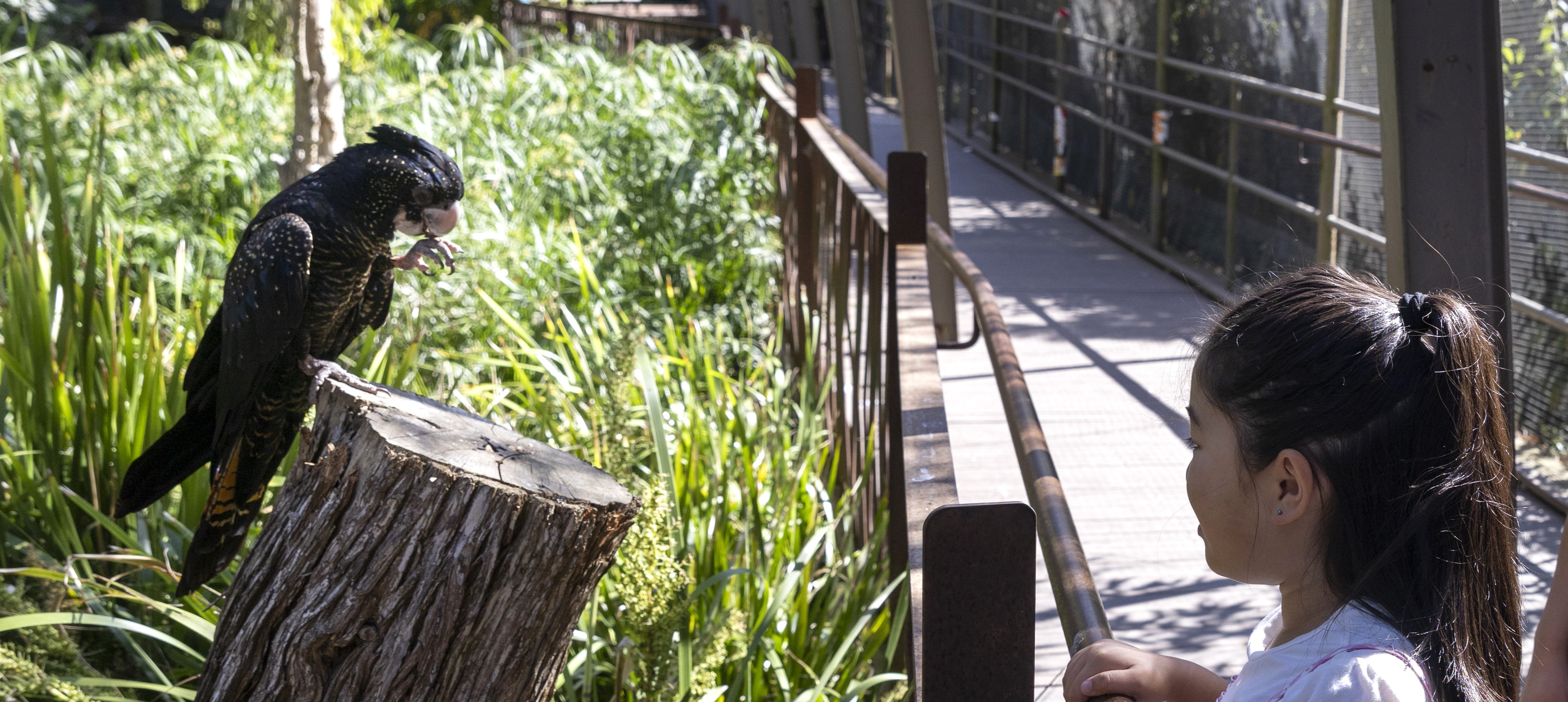 A young girl stands in front of a Black Cockatoo in the Melbourne Zoo Great Flight Aviary.