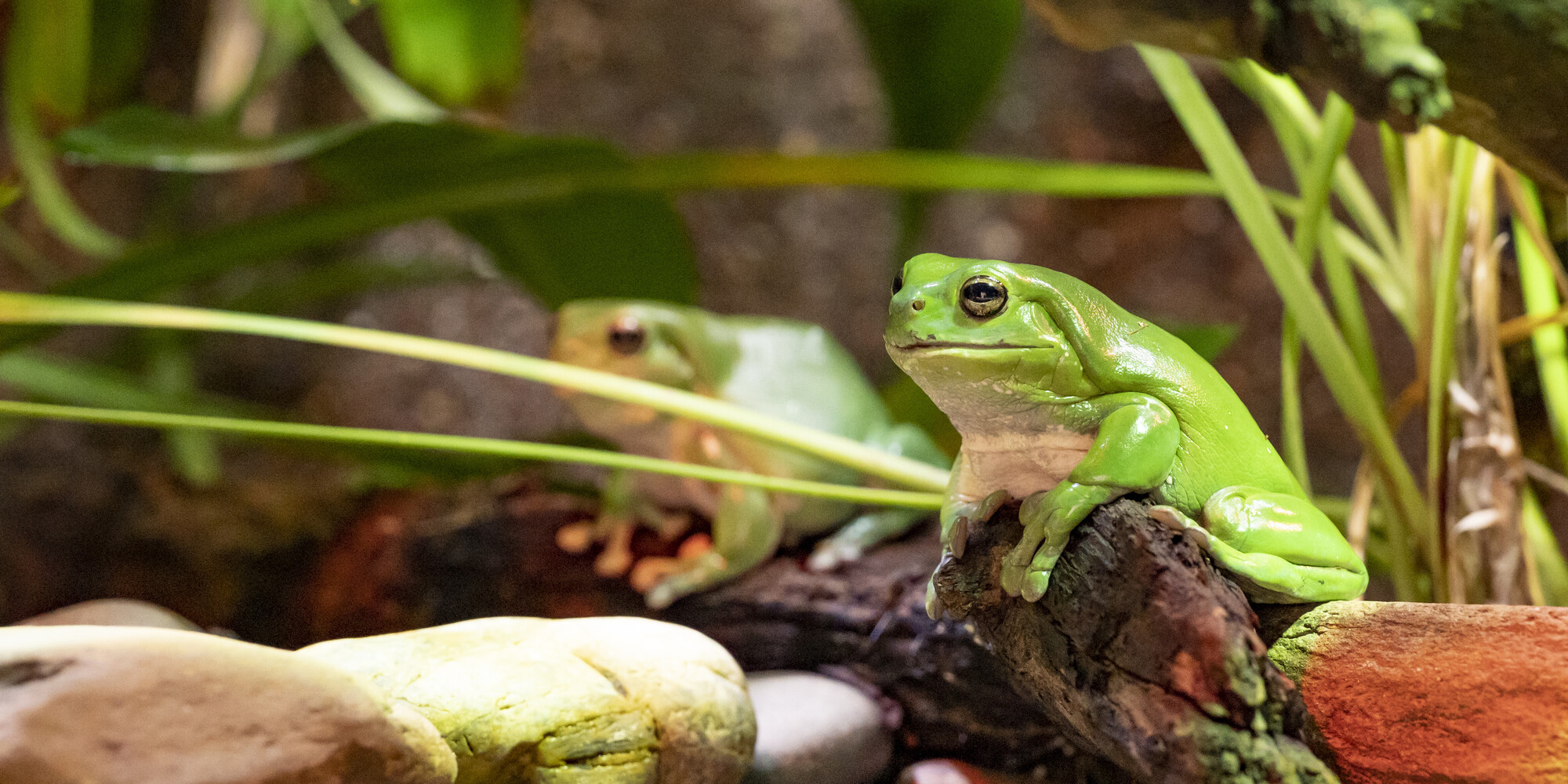 Two Green Tree Frogs sitting on rocks.