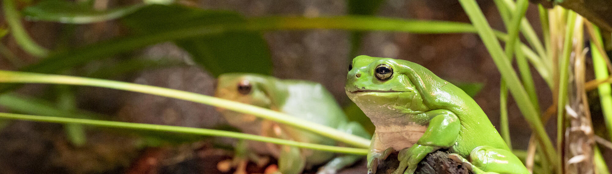 Two Green Tree Frogs sitting on rocks.