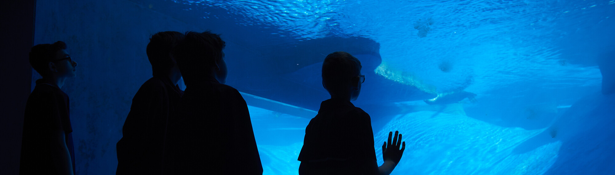 A silhouette of three students as they look into a blue tank of water with a Fur Seal swimming in the distance.