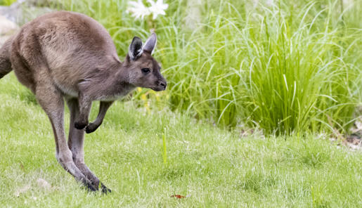 Kangaroo Island Kangaroo joey is jumping on green grass.