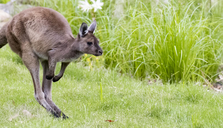 Kangaroo Island Kangaroo joey is jumping on green grass.