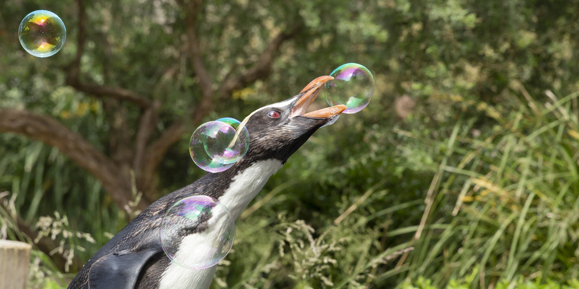 A Fjordland Penguin, trying to burst one of five bubbles with the beak.