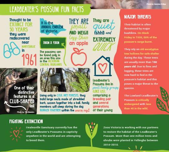 Image of leadbeater's possum fun facts