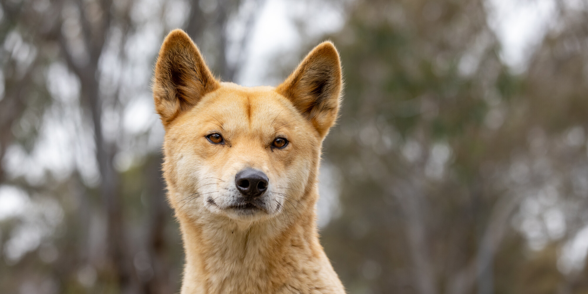 Close-up of a Dingo's head with pale orange fur, brown eyes and a black nose.