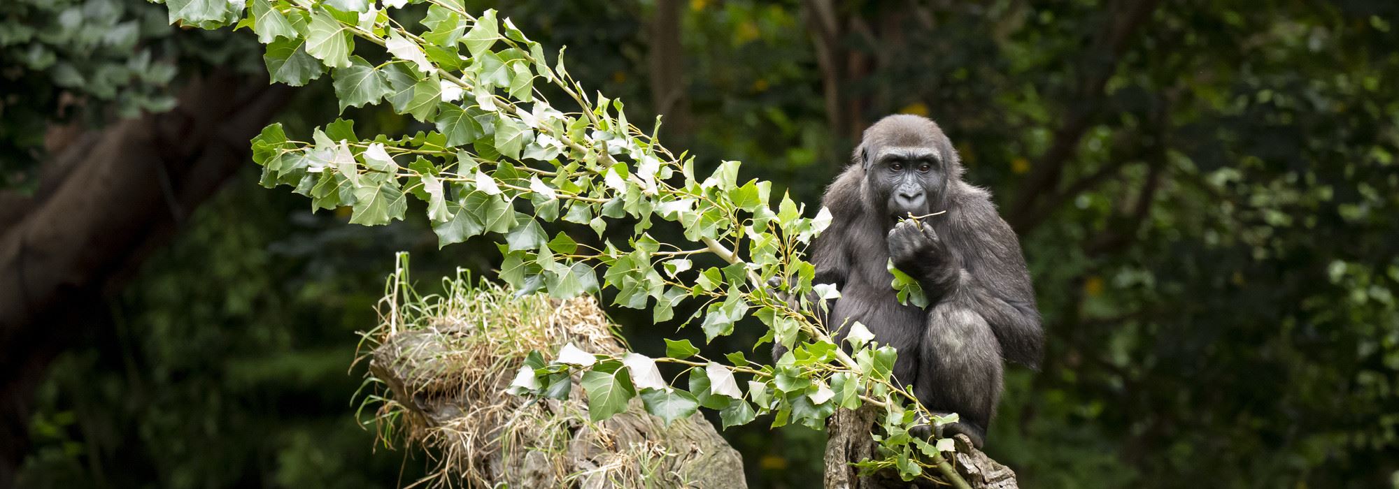 Western Lowland Gorilla Kanzi eats some leaves from a branch.