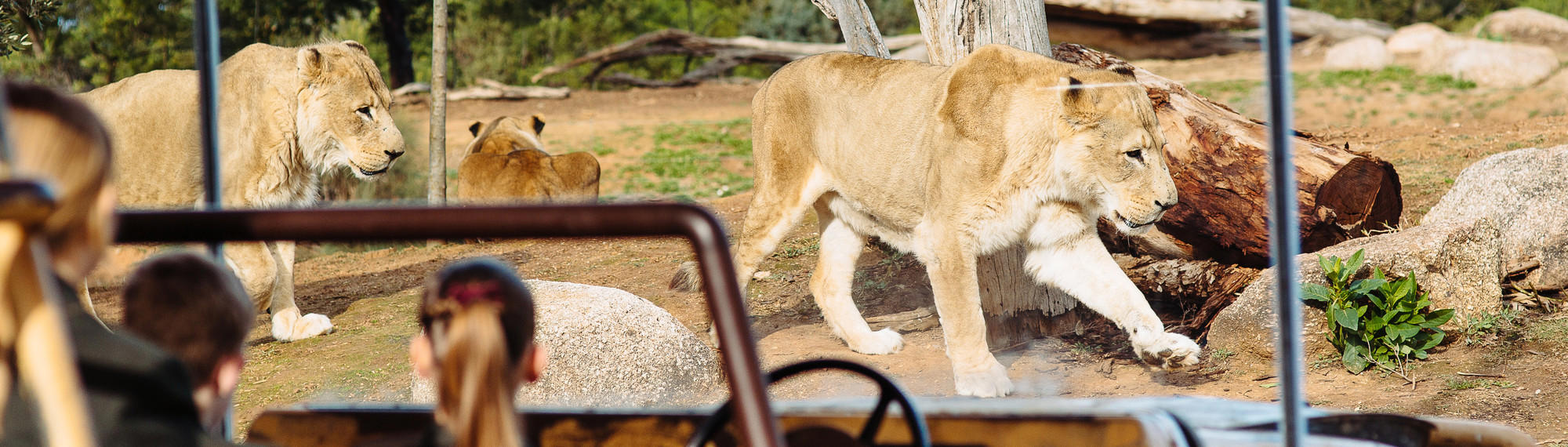 Rear view of secondary students as they look into the Lion exhibit, as two Lionesses walk from left to right and one has her back to the glass.