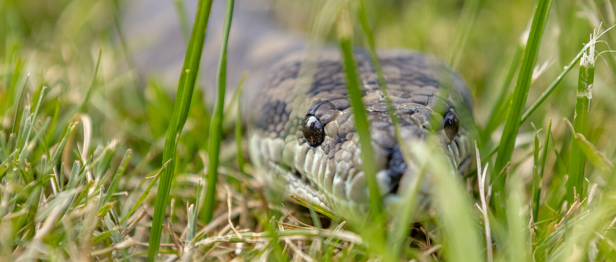 Close-up of a Coastal Carpet Python sliding through the grass.