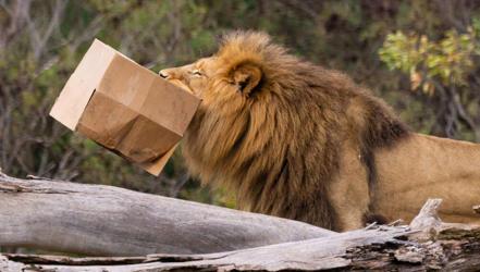 Male African Lion, holding cardboard box enrichment up in the air with in his mouth, facing left of frame