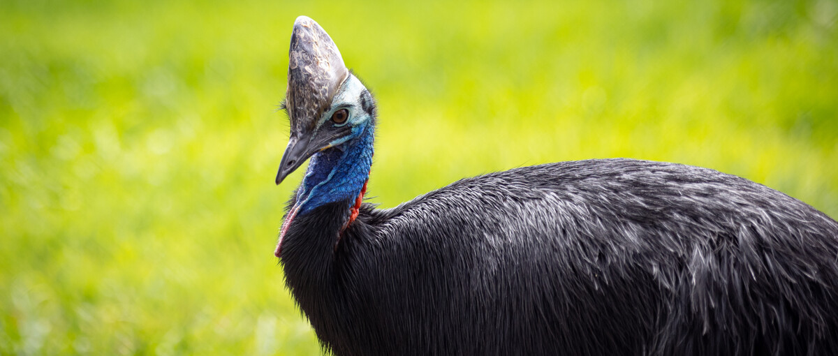 Side profile view of a Southern Cassowary on green grass, with a large horn on their head, a blue neck and black plumage.