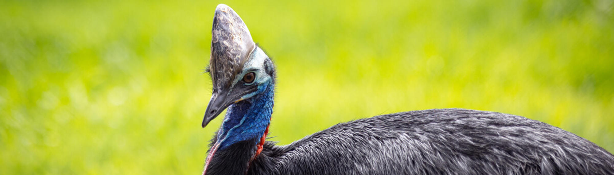 Side profile view of a Southern Cassowary on green grass, with a large horn on their head, a blue neck and black plumage.