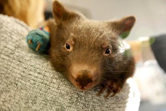 Close up of a young Wombat with a bandage on the right paw.