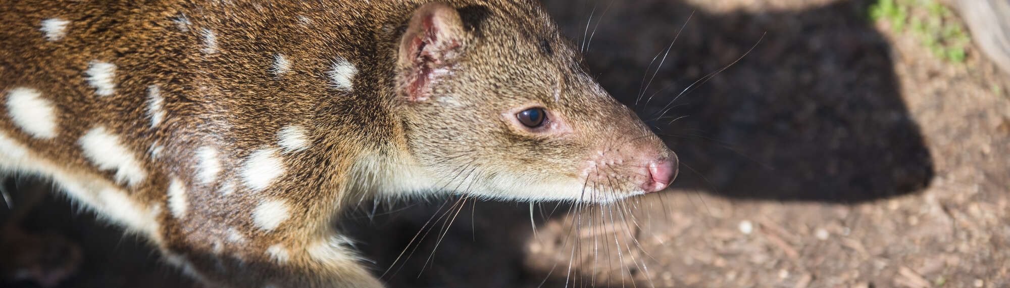 A resident Quoll out in the Kyabram Sun.