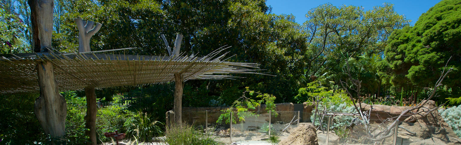 A view of the Growing Wild Bamboo Shelter, next to the rear Meerkat habitat, in the sunshine.