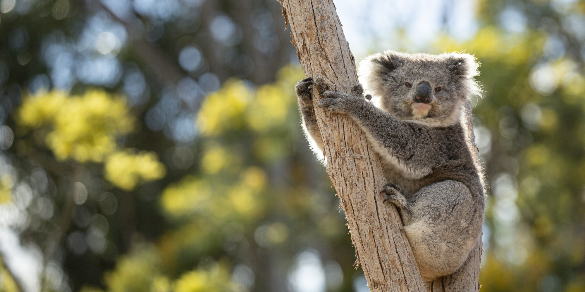 A Koala, perched on a large branch, seen from the right while looking to the camera.