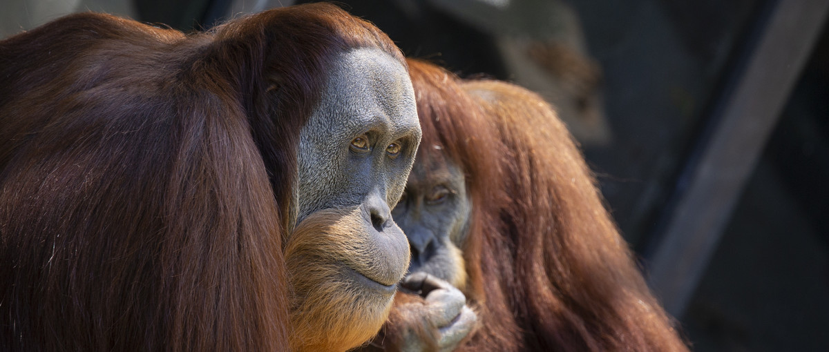 Two orangutans sitting with each other, one is staring just to the right of the camera and the other is biting its nails