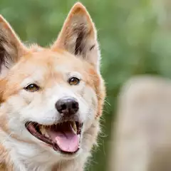 A Dingo facing the camera, panting with tongue out.
