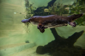 Yumi the platypus, swimming.  Tales from Platypus Creek