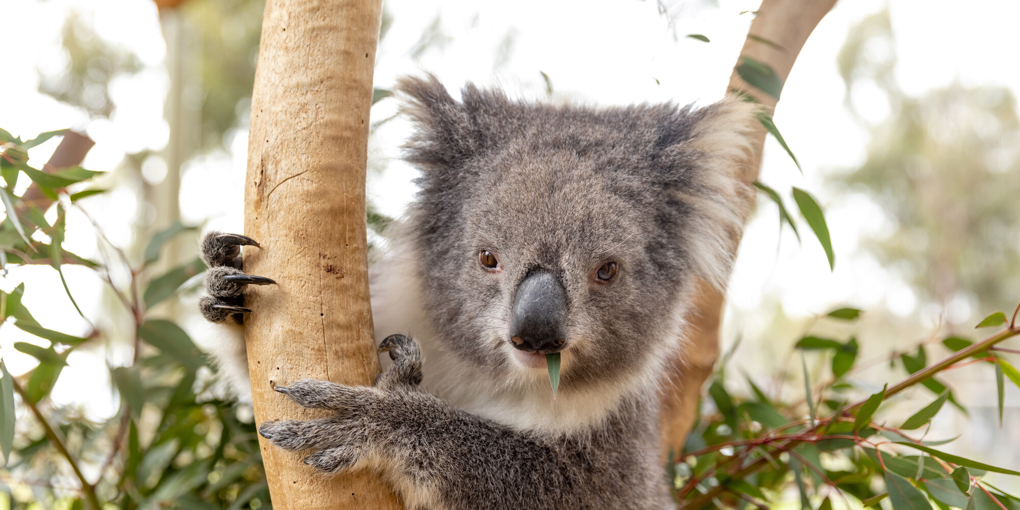 A Koala with their claws around a tree branch, with a eucalyptus leaf in their mouth.