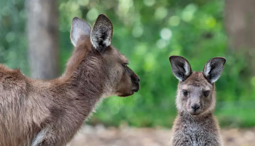 Two Kangaroo Island Kangaroos, mother to the left looking back to her joey, joey to the right facing the camera.