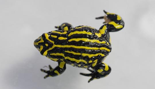 Birds eye view of a Southern Corroboree Frog standing on a white surface; the frog is black and white striped.