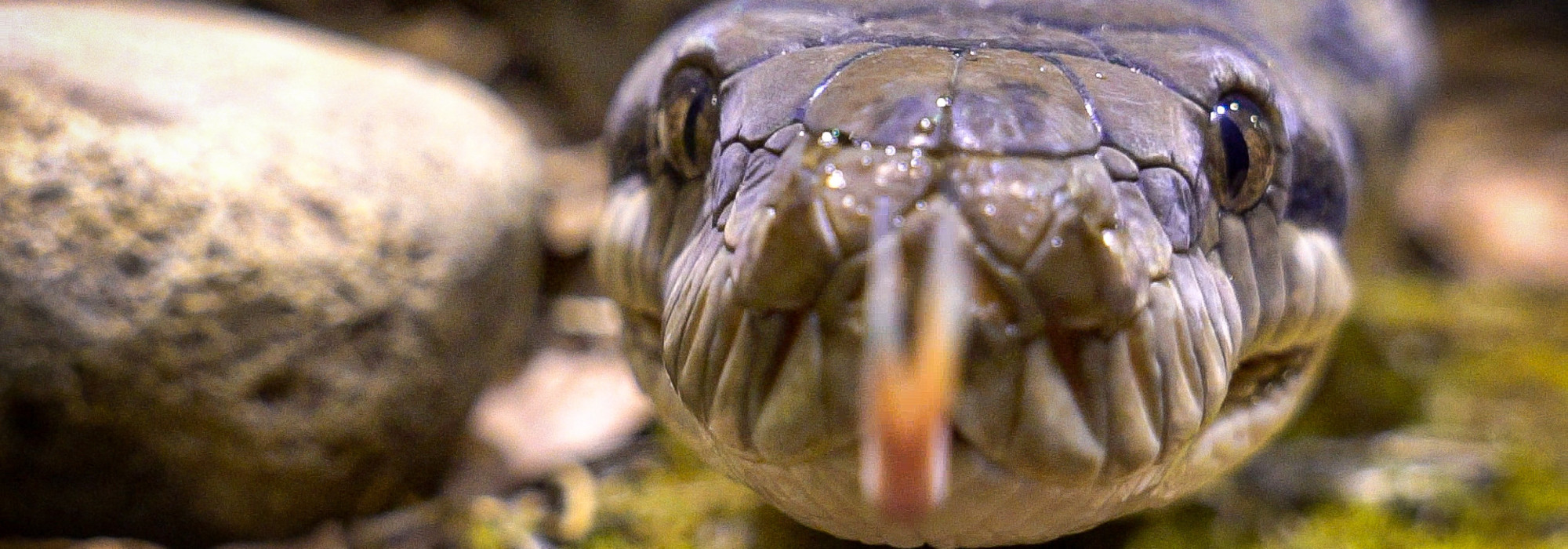 Extreme close-up of a Scrub Python with tongue out.