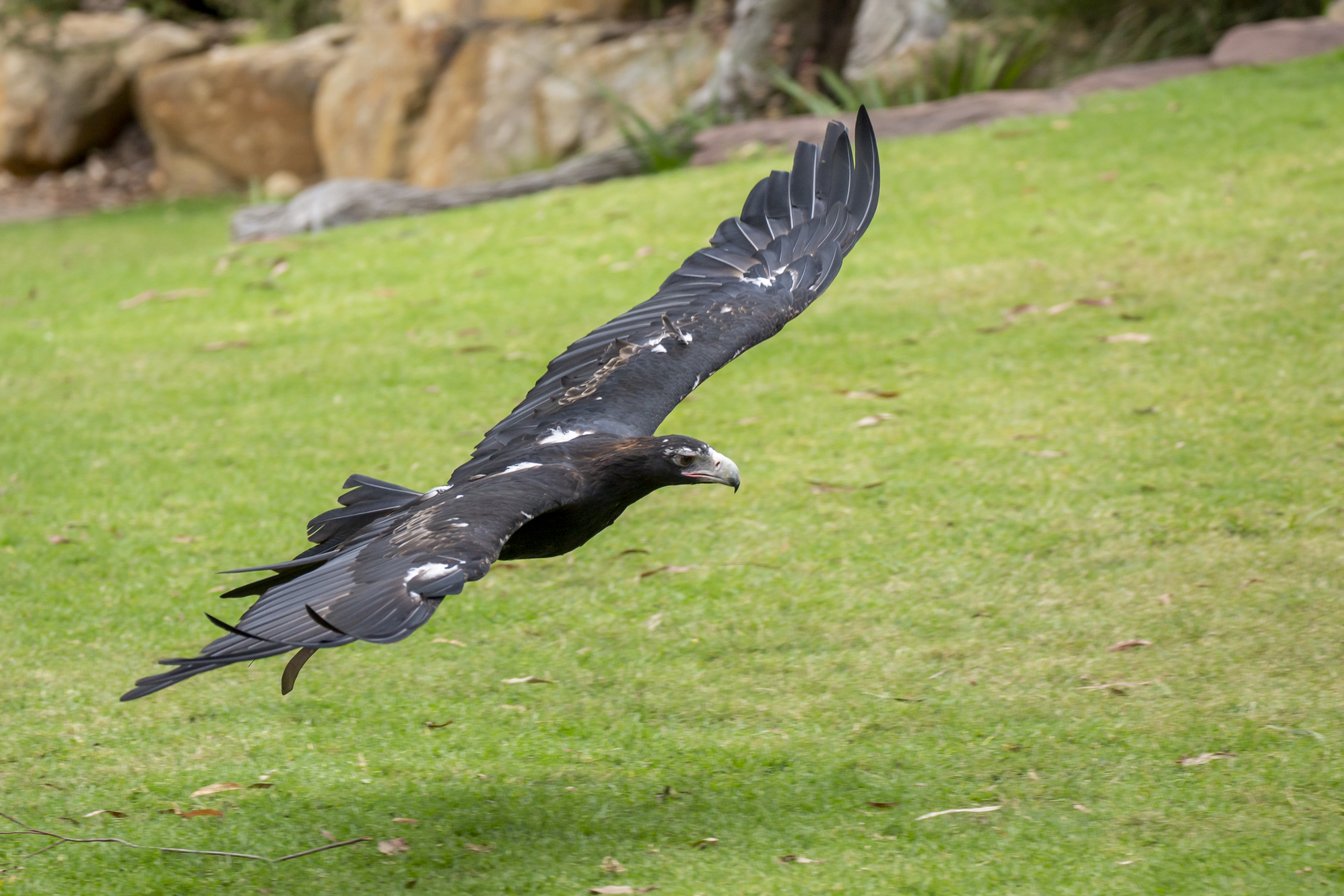 A Wedge Tailed Eagle flying low along the grass with wings outstretched.