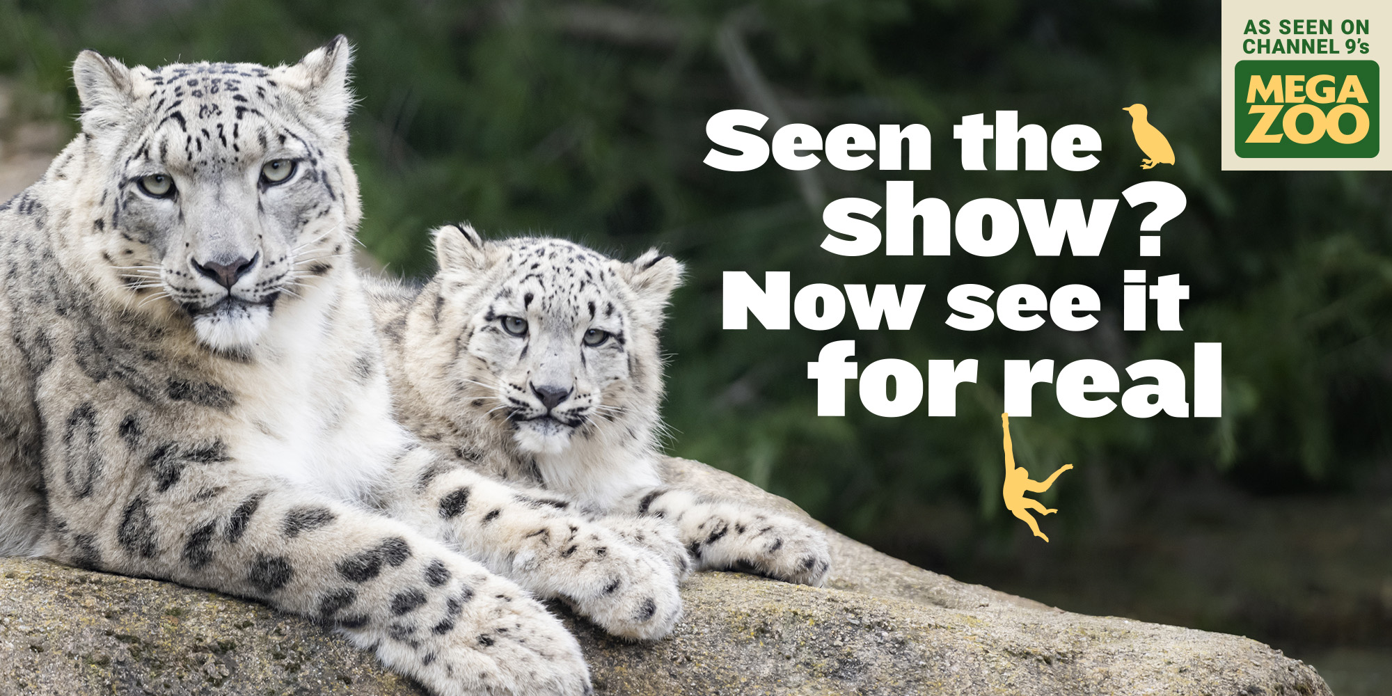 "Seen the show? Now see it for real; As seen on Channel 9's Mega Zoo": Two Snow Leopards on a rock with the text to the right