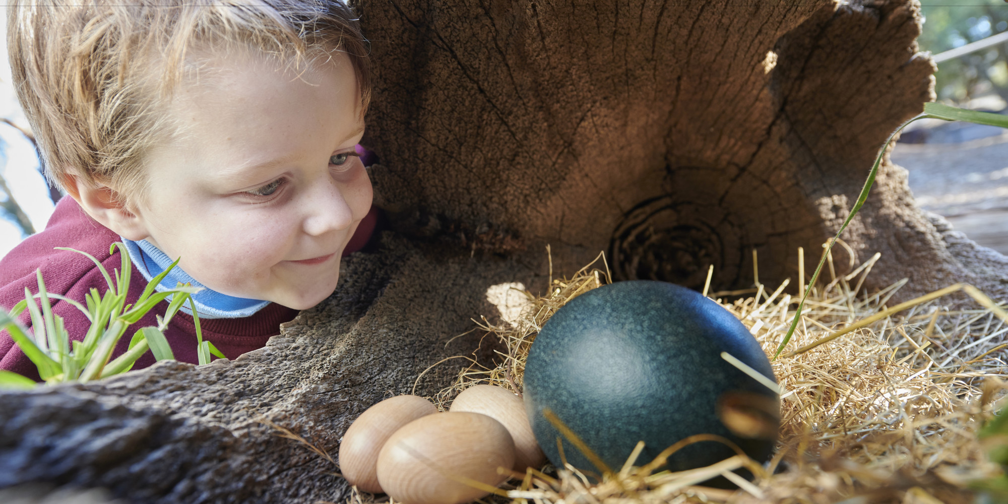 A young student smiles as he looks at a teal ostrich egg, next to three smaller tan eggs, beneath a hollowtree trunk.