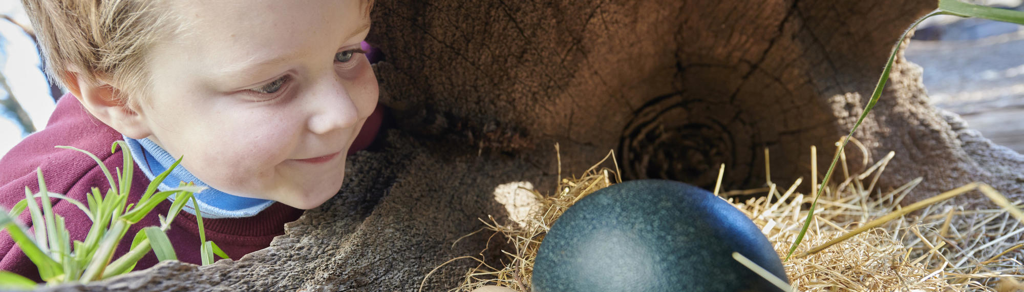 A young student smiles as he looks at a teal ostrich egg, next to three smaller tan eggs, beneath a hollowtree trunk.