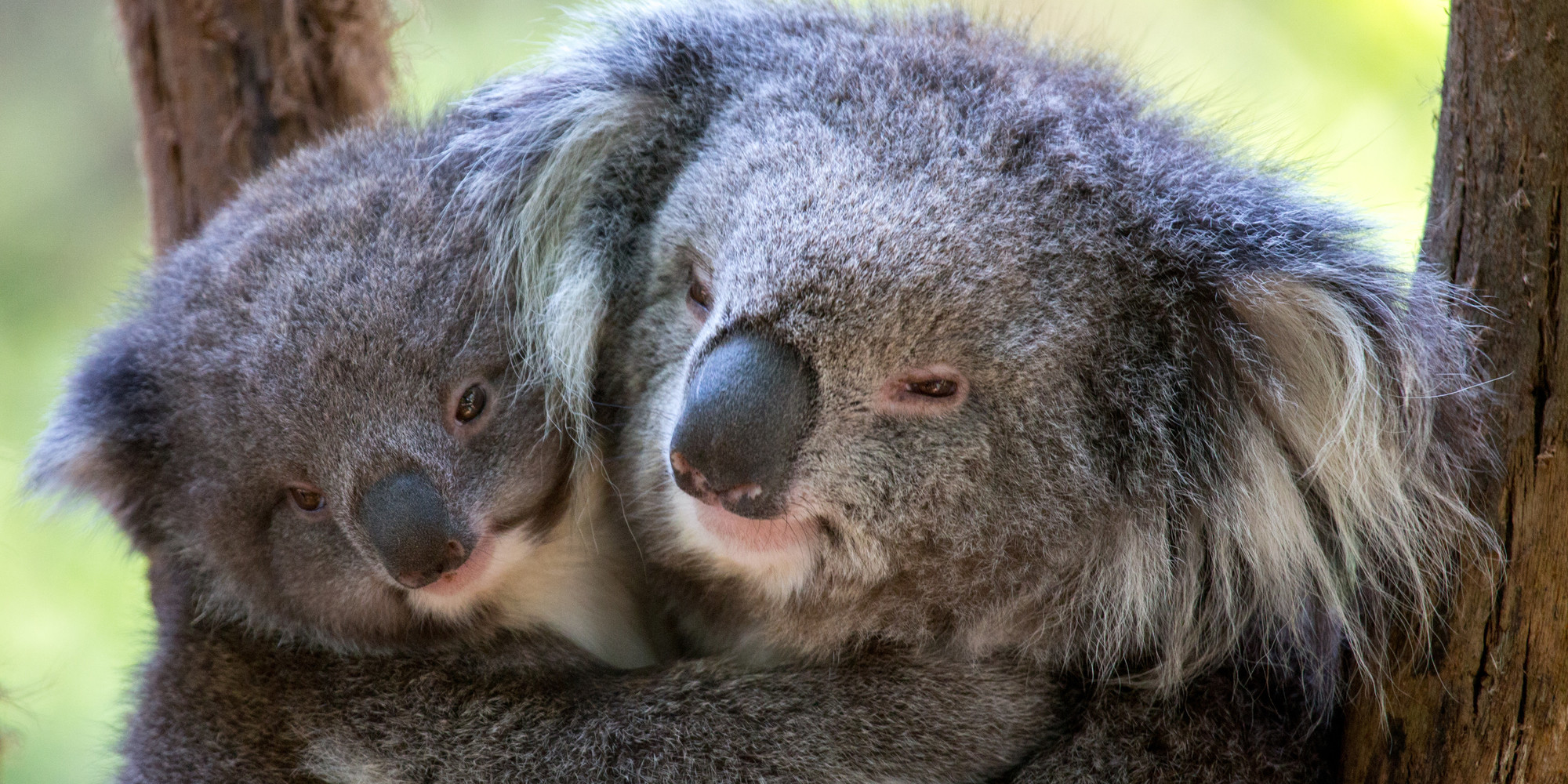 Close up of two Koalas cuddling each other.