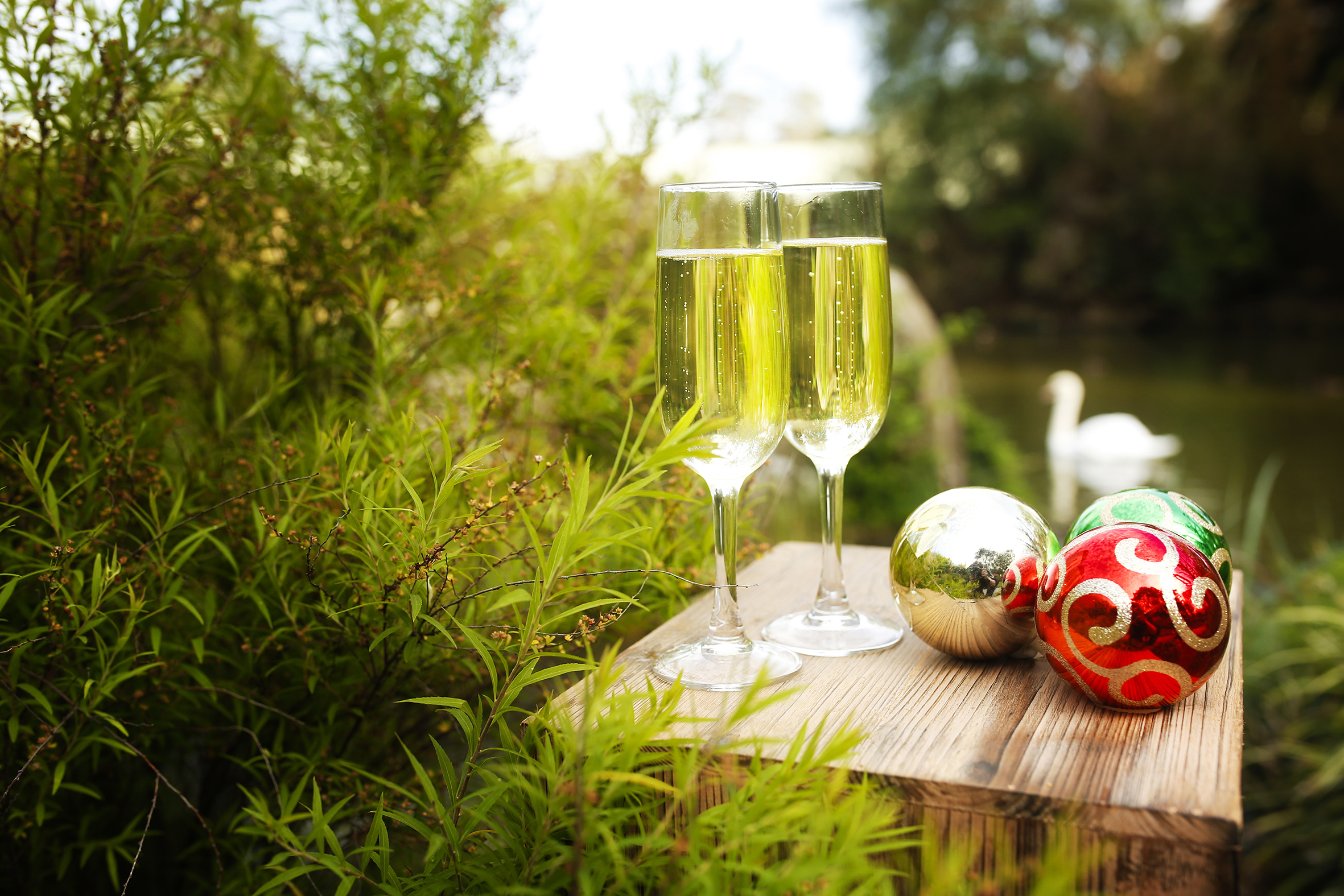 Close-up of two champagne flute-glasses and three metallic Christmas baubles on a small bench, in front of a pond with a swan facing left...