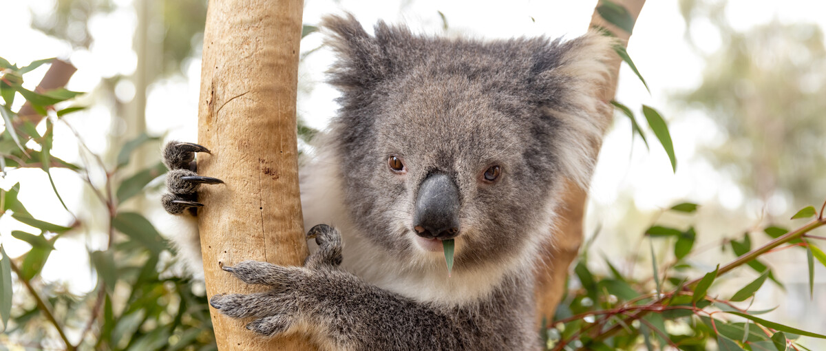 Koala clinging to a tree branch, looking to the camera, with leaf in mouth.