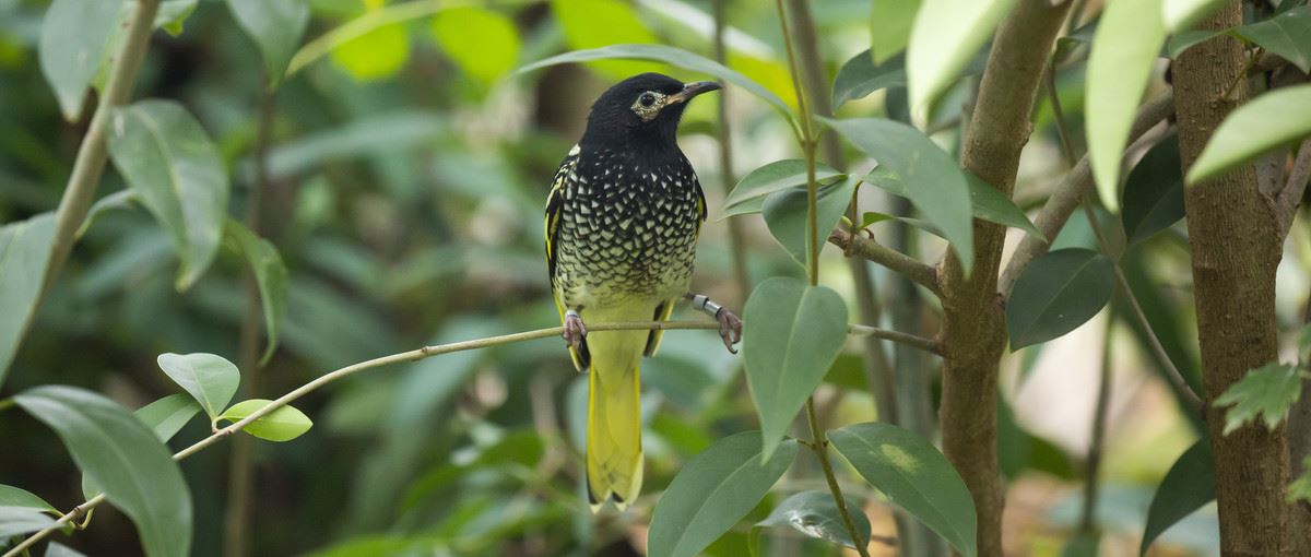 Regent Honeyeater with its black head and yellow speckled body with a yellow tail standing on a tree branch amongst the leaves.