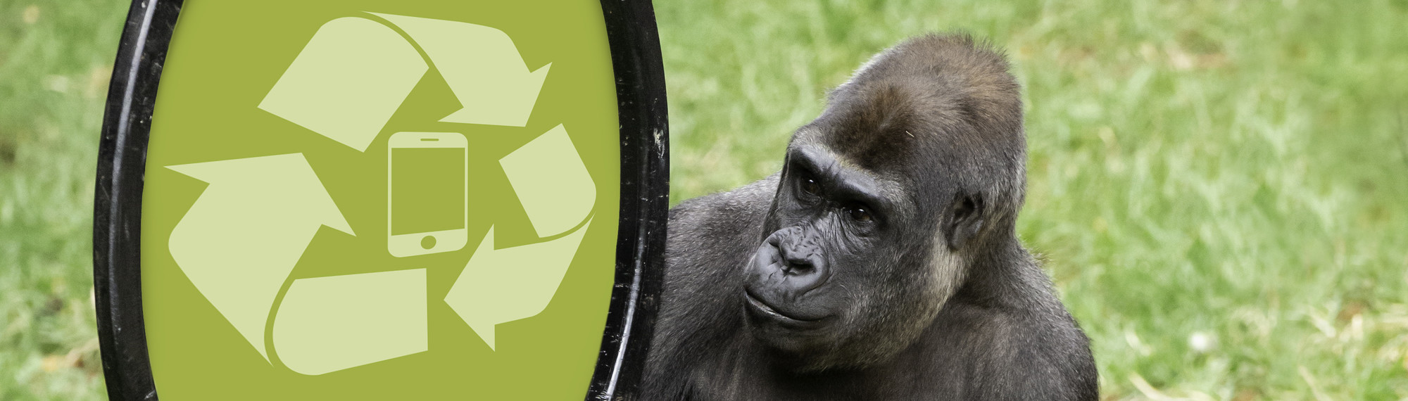 A Western Lowland Gorilla holding a ring with a "They're Calling On You" sign. 