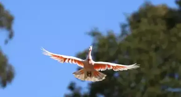 A Major Mitchell Cockatoo, flying with wings spread toward the camera against a blue-sky treeline.