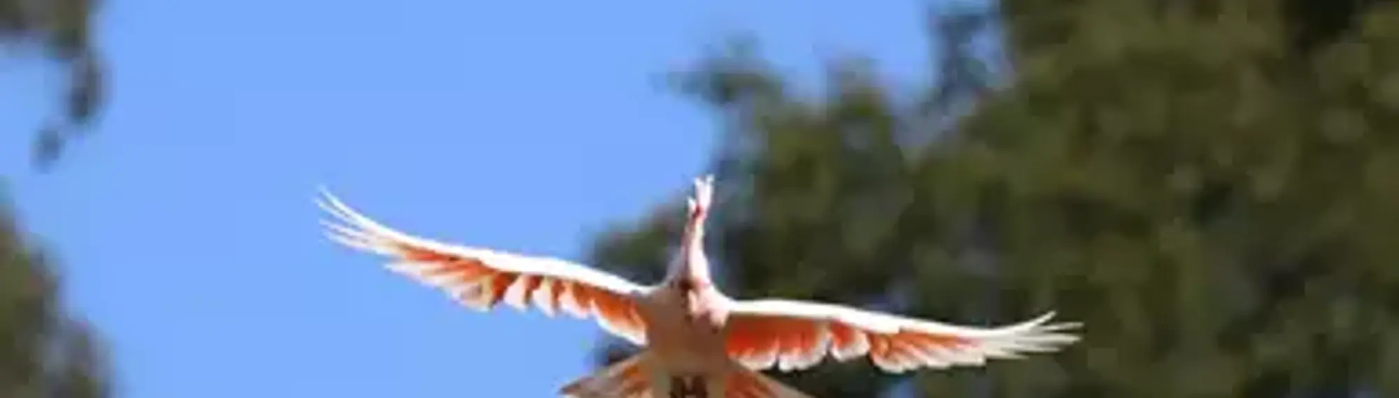 A Major Mitchell Cockatoo, flying with wings spread toward the camera against a blue-sky treeline.