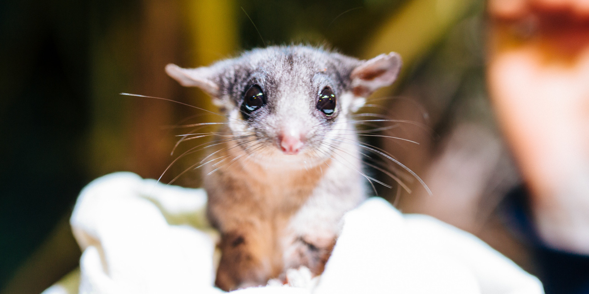 Close up of Leadbeater Possum with big black eyes, a small pink nose and big wide ears.