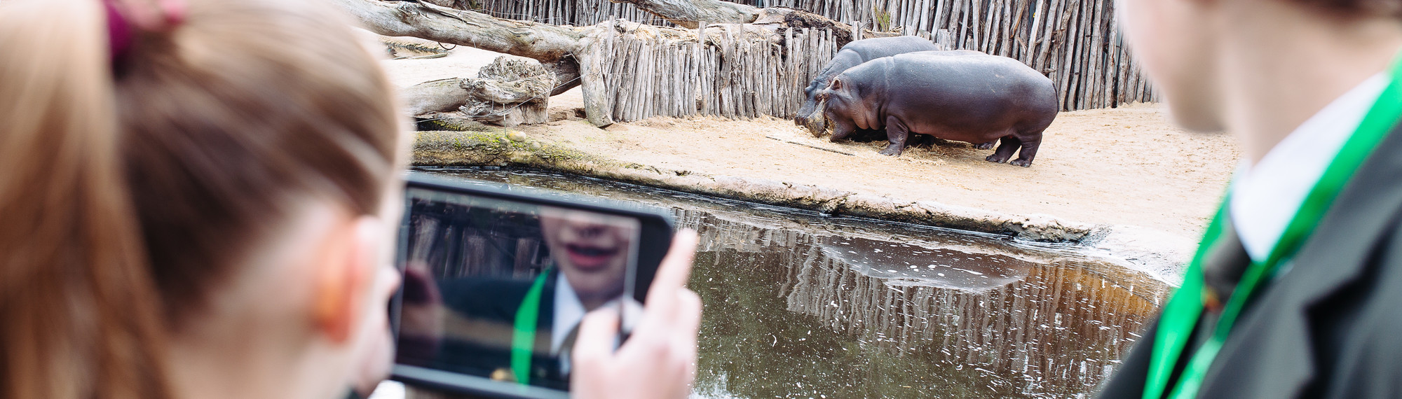 A view from behind of two school students looking at two Hippos, with one taking a photo on her tablet.